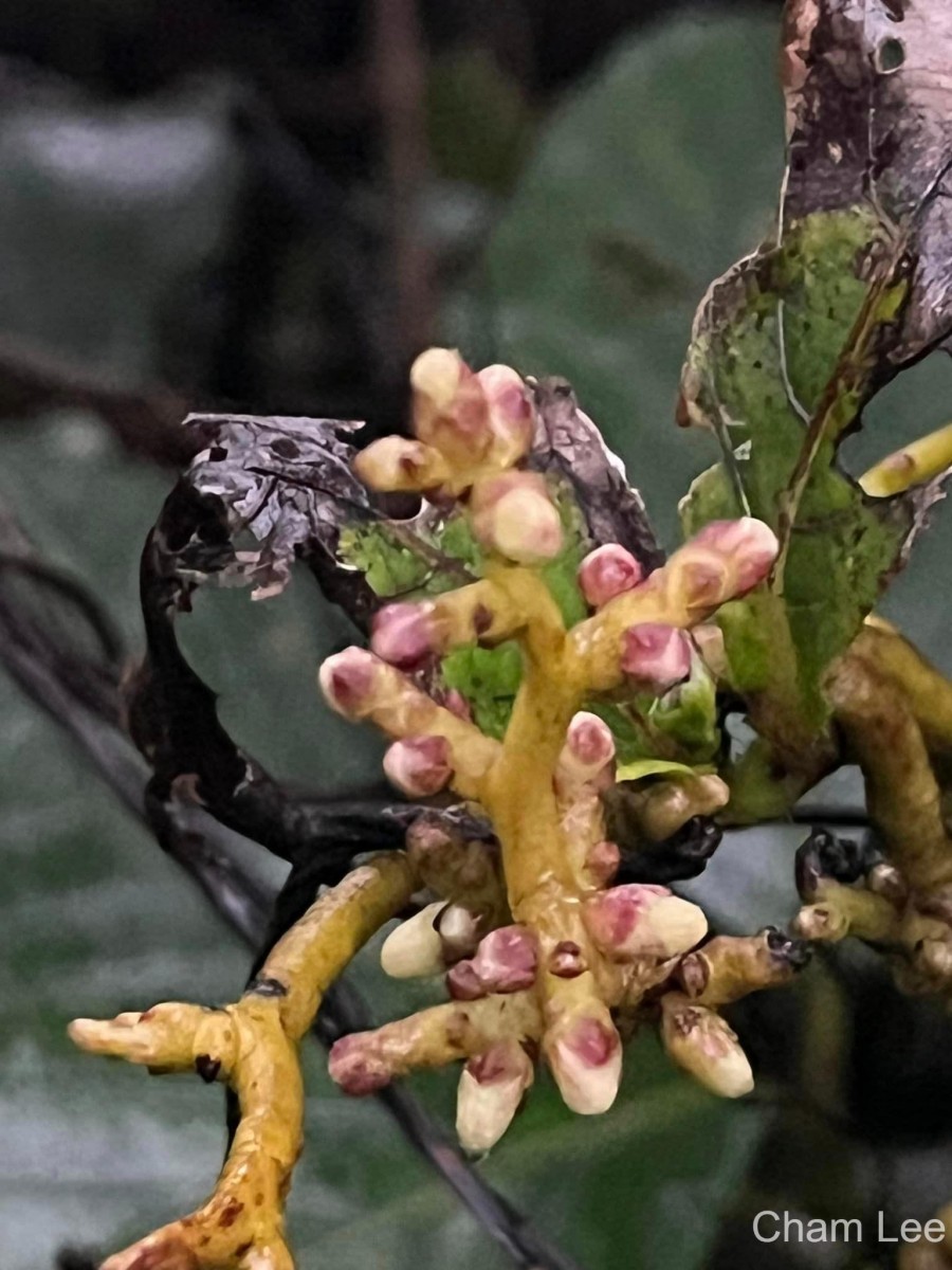 Cuscuta reflexa Roxb.